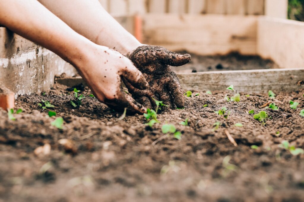 Manos de una persona sembrando plantas en la tierra