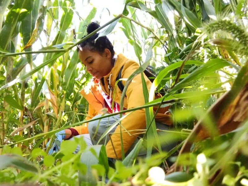 Color en los suelos de Puerto Rico: La joven emprendedora que convierte la tierra en pinturas